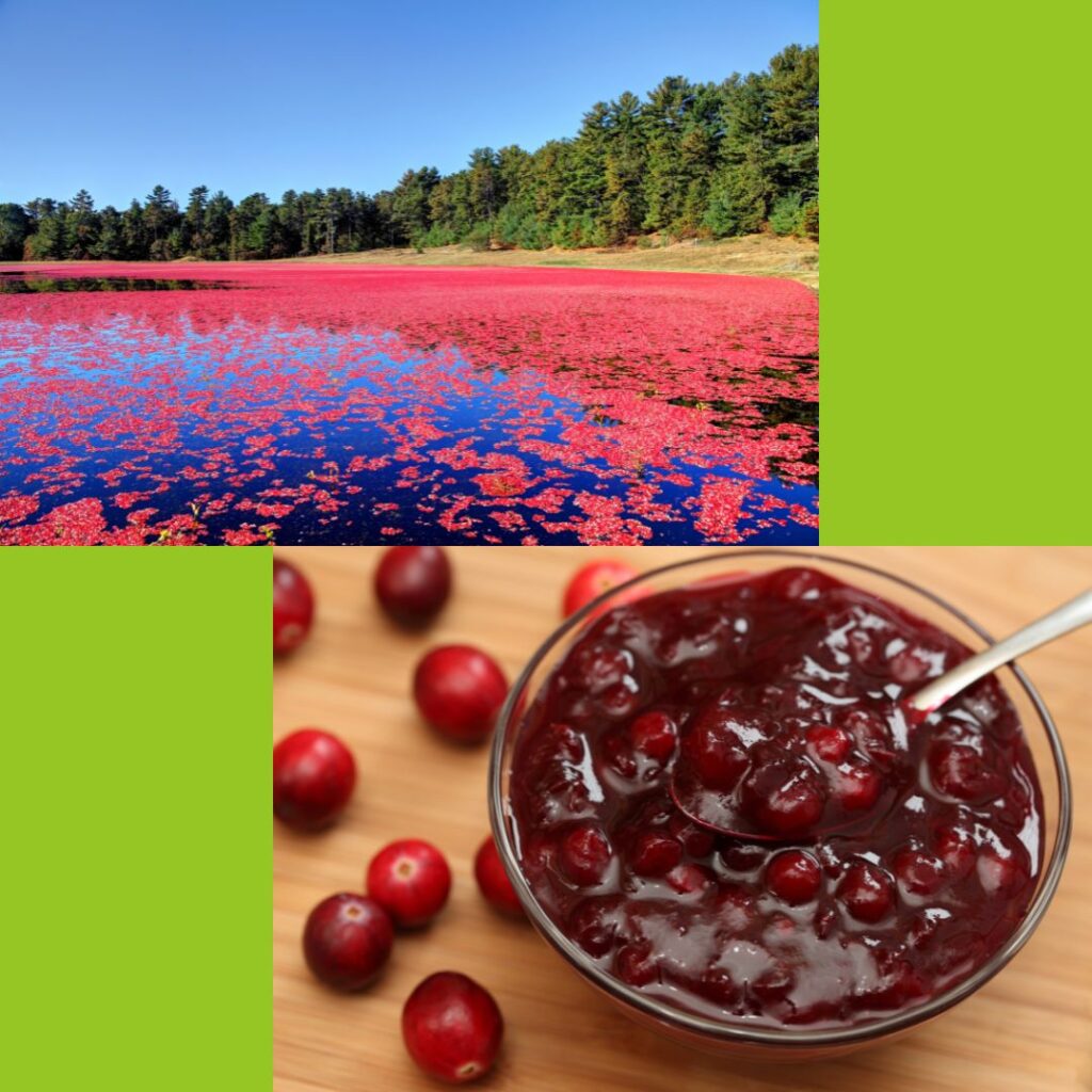 Child-directed unit studies, like cranberries, can be fun during the holidays.
